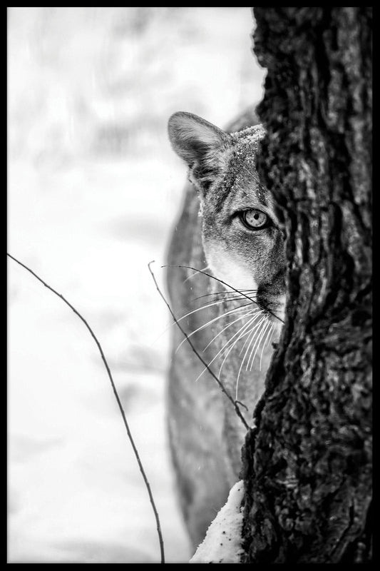  Cougar-Porträtt-Plakat
