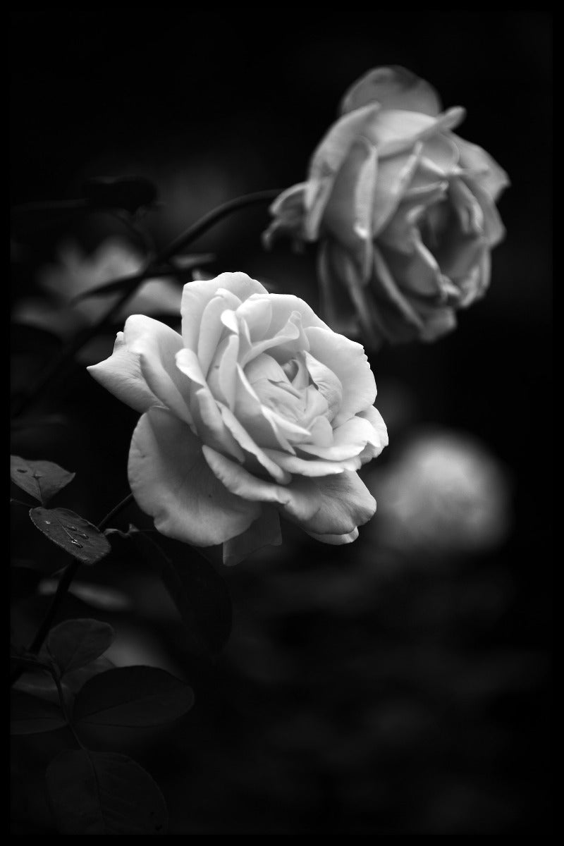  Poster mit schwarzen und weißen Rosen