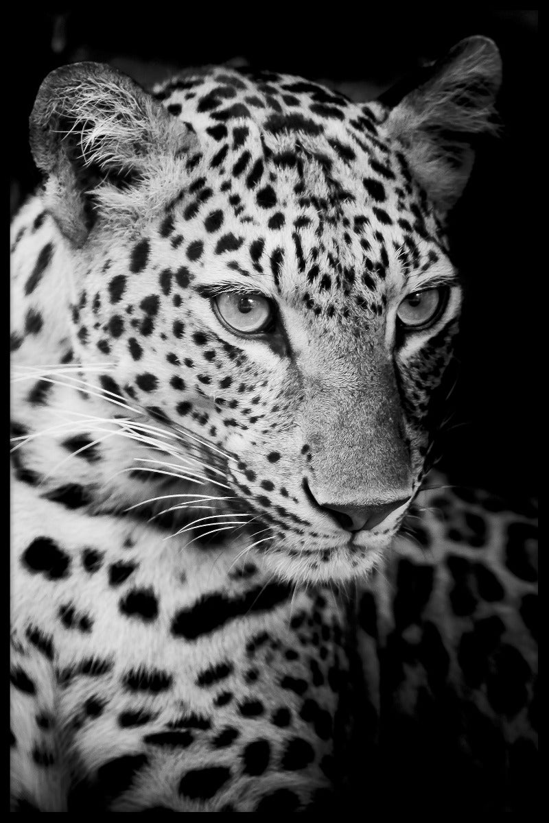  Aufzeichnungen des Leopard N02