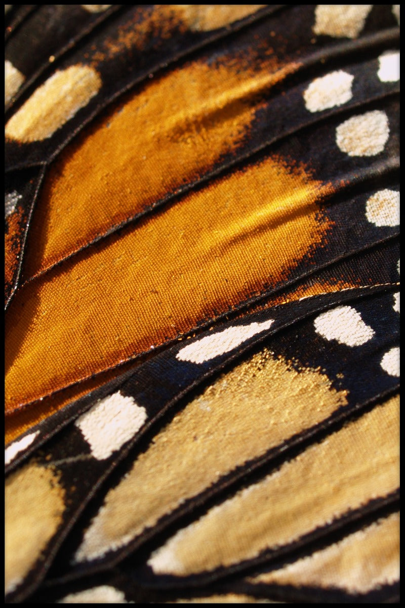  Einträge für Schmetterlingsflügel
