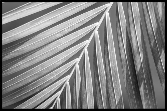  Palmblatt Schwarz &amp