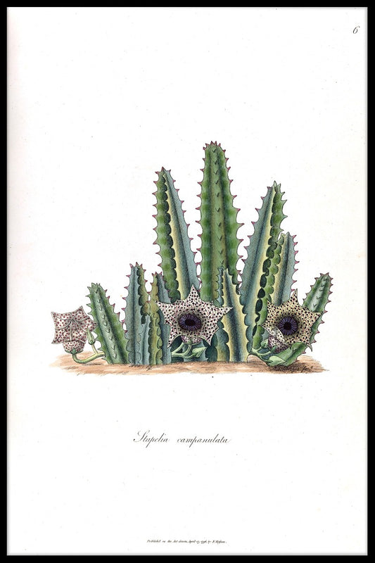  Kaktus Illustration N02 Poster