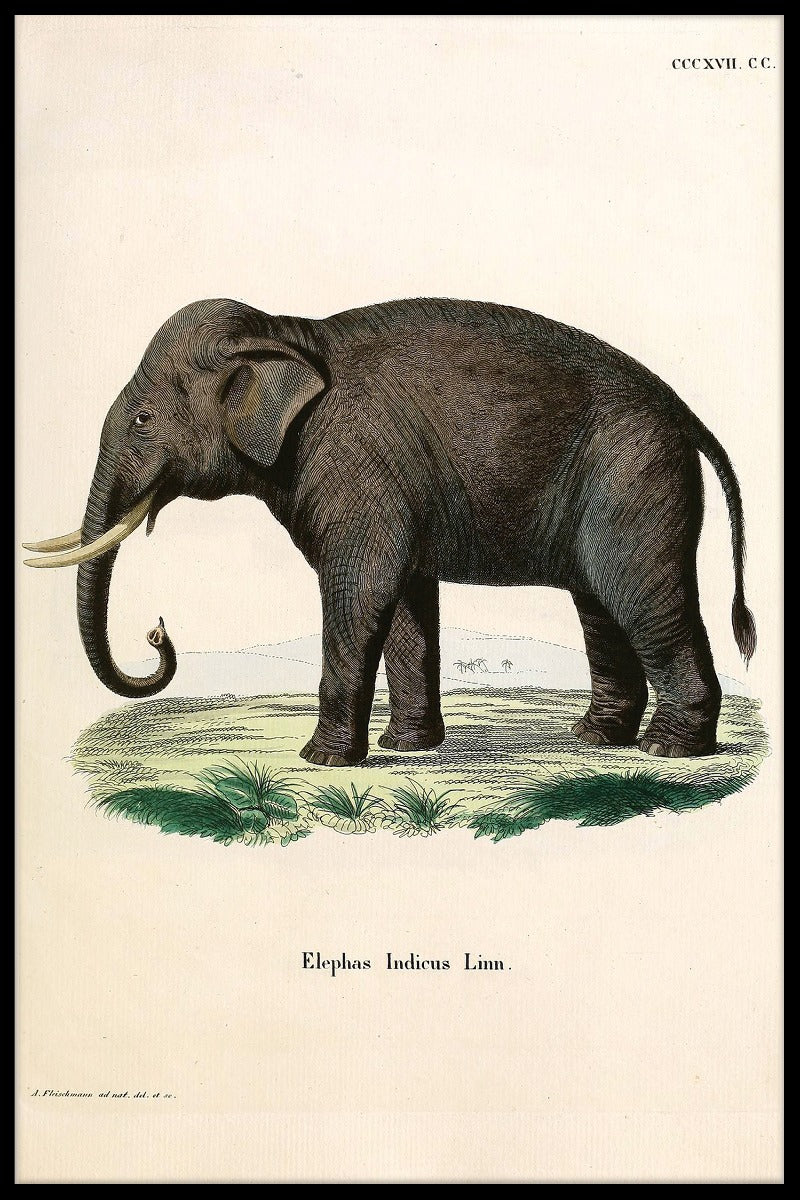  Aufzeichnungen Elephas Indicus Linn