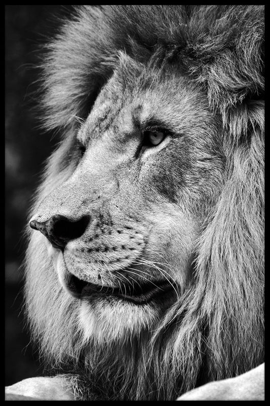  Löwenportrait N03 Rekord