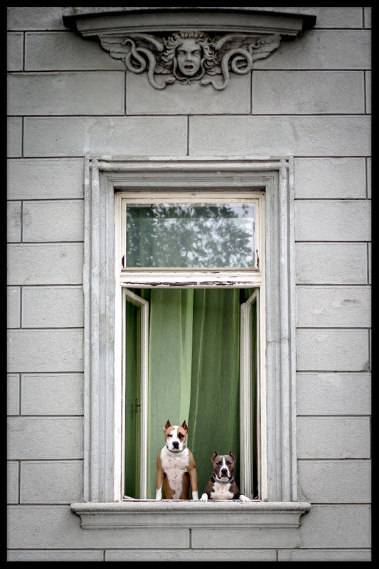 Poster mit Fensterhunden