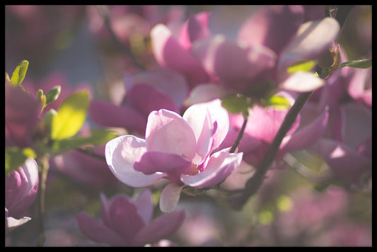  Magnolien-Plakat