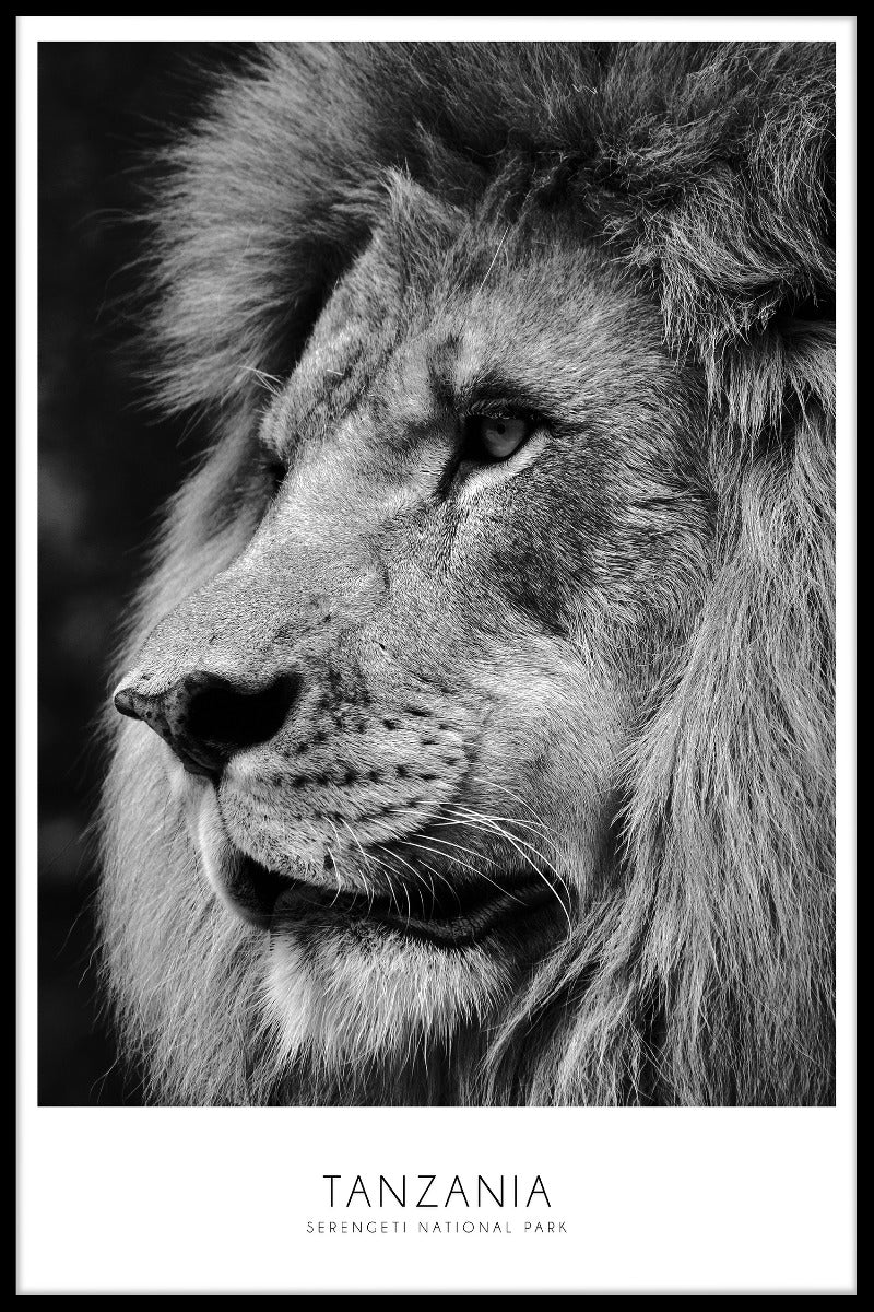  Serengeti-Löwen-Tansania-Plakat
