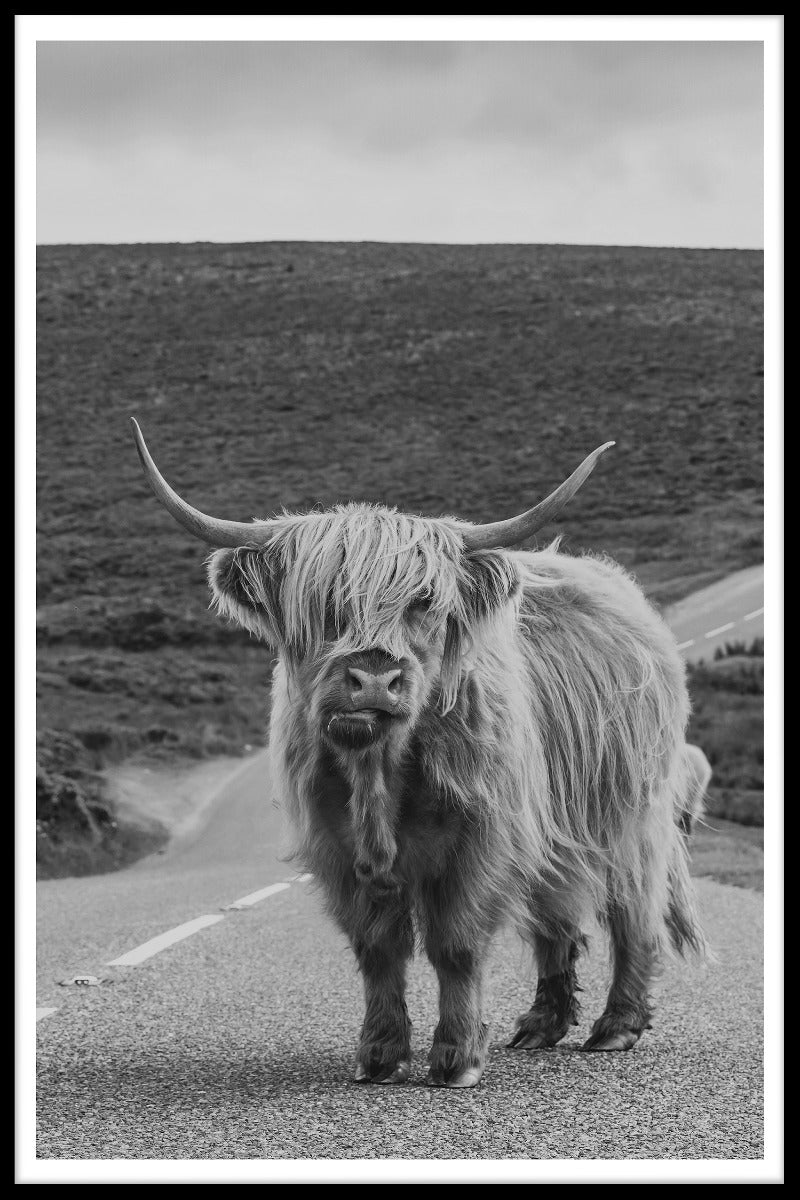 Highland Cattle N02 Einträge