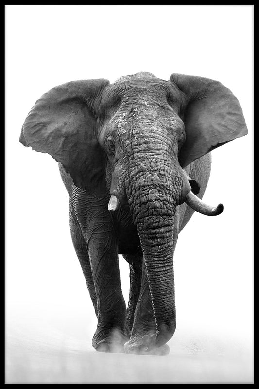  Afrikanischer Elefant N04 Rekord