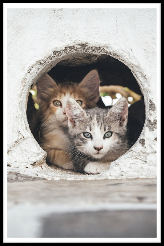  poster Katzen verstecken sich in Löchern