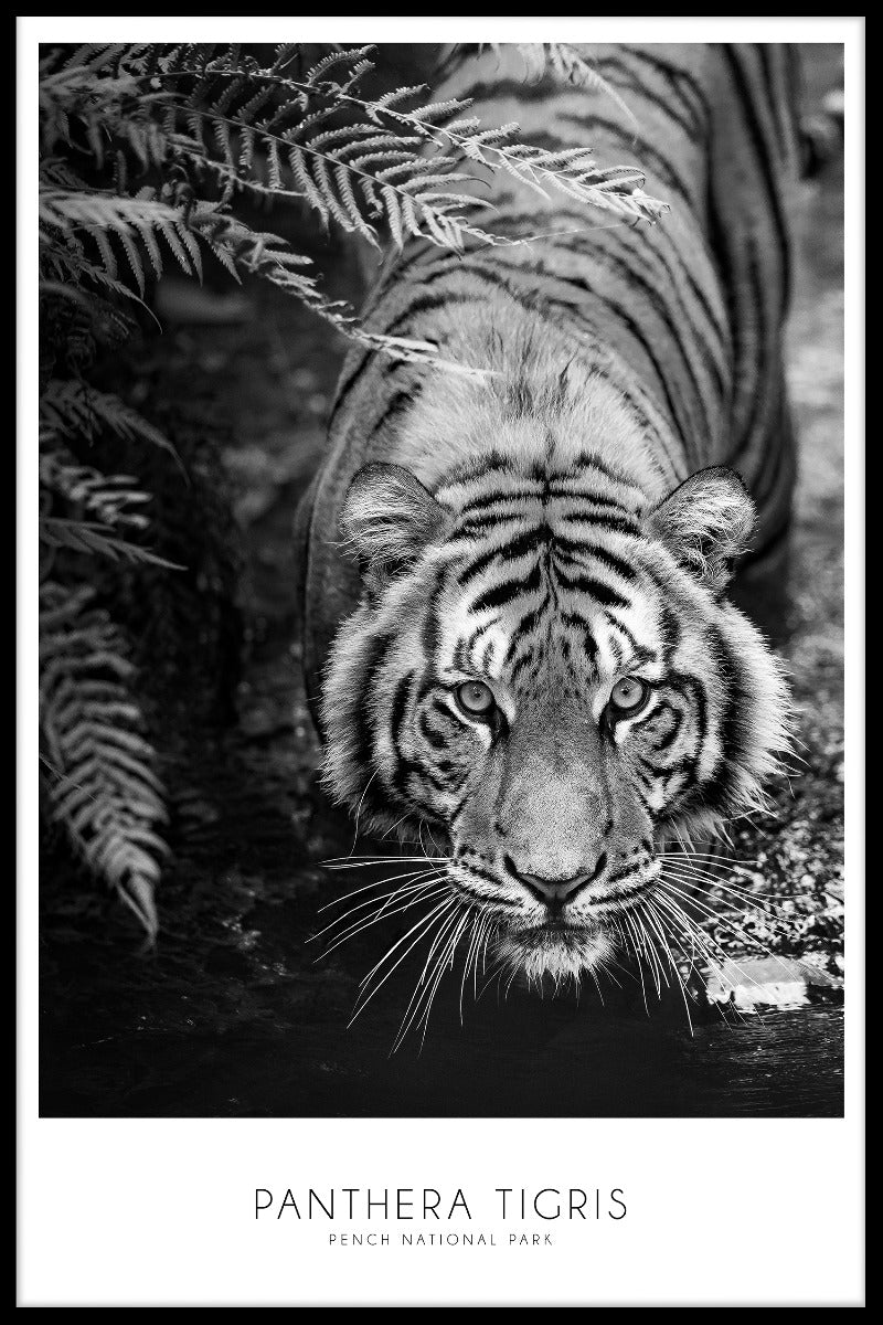  Panthera Tigris-Plakat