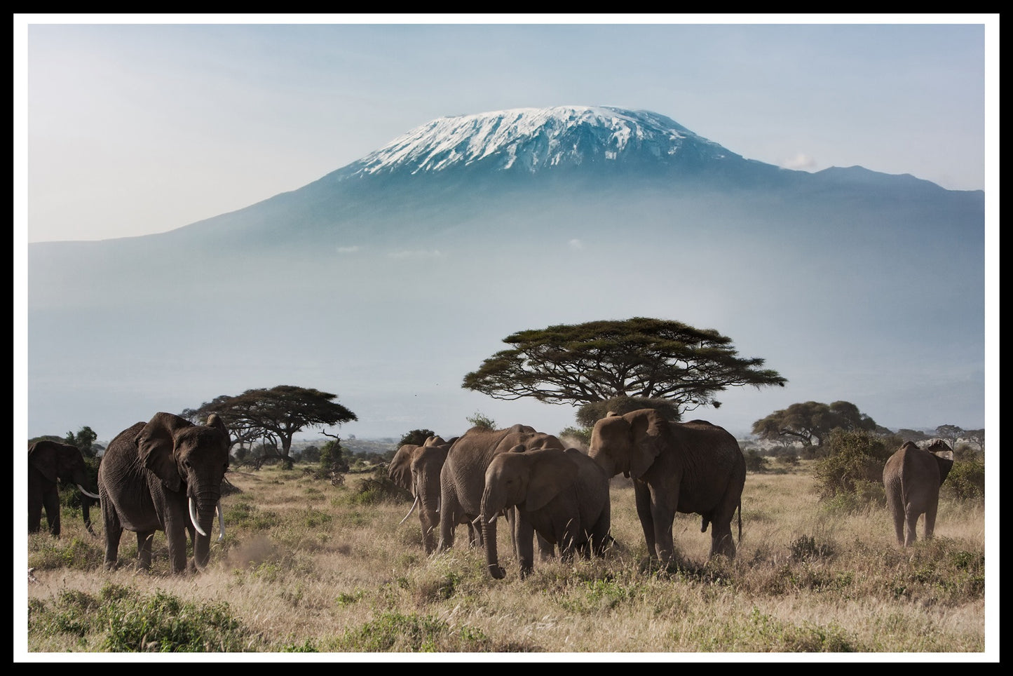  Plakat Kilimanjaro für Elefanten