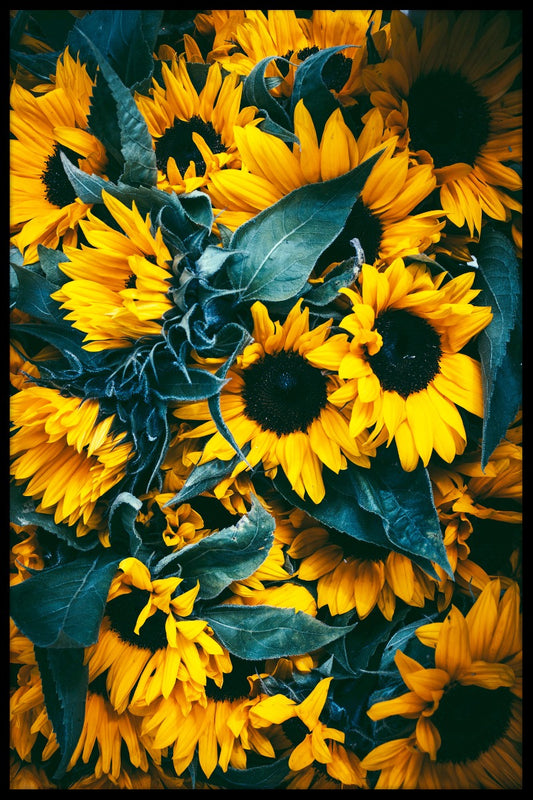  Sonnenblumen-Plakat