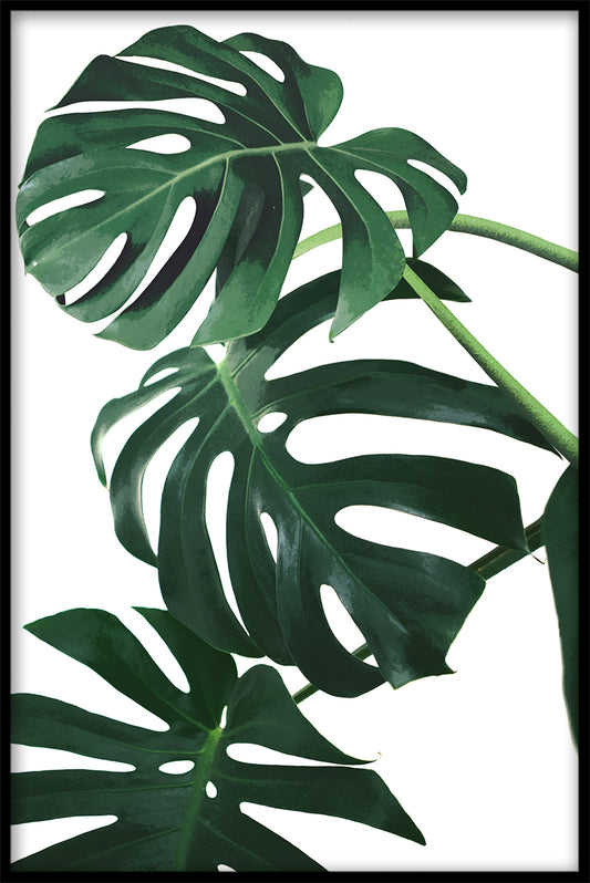  Monstera hinterlässt Rekorde