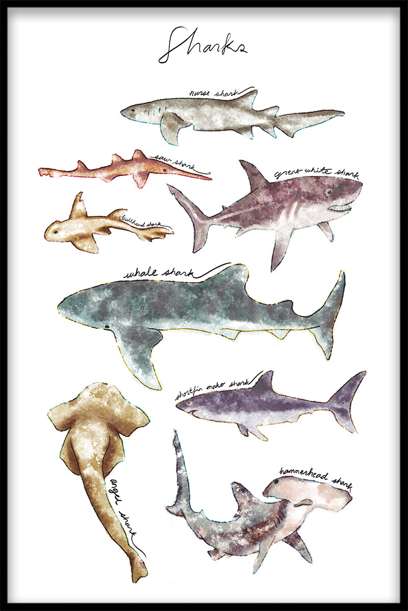  Aufzeichnungen über die Sammlung von Haien