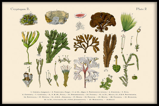  Skandinavische Flora N02-Aufzeichnungen