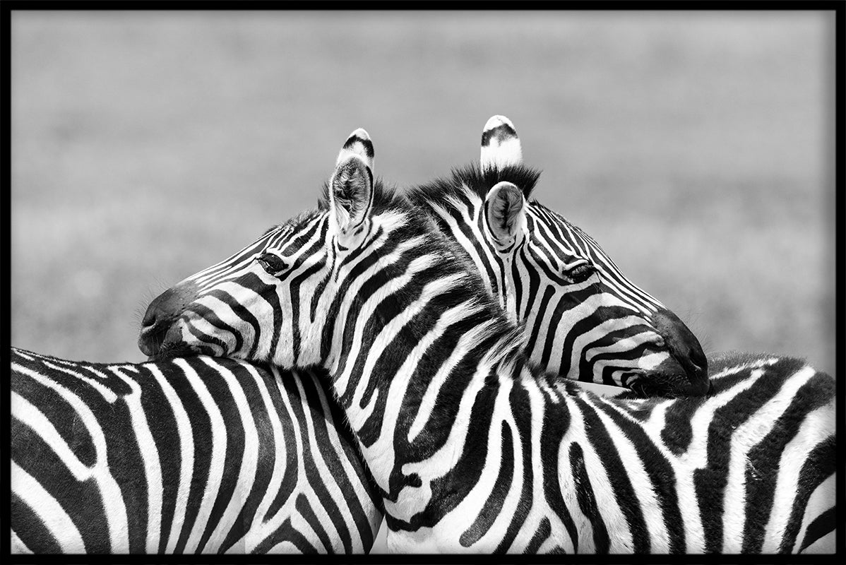  Tiere Schwarz-Weiß-N01-Aufzeichnungen