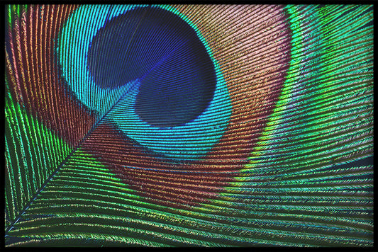  Pfau-Plakat