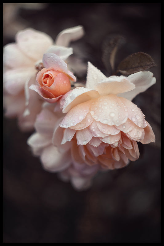  Plakat der Weinlese-Blumen-Sammlung N01