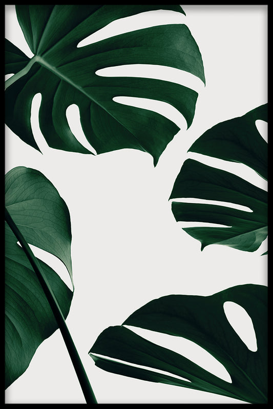  Leichtes Monstera-Poster