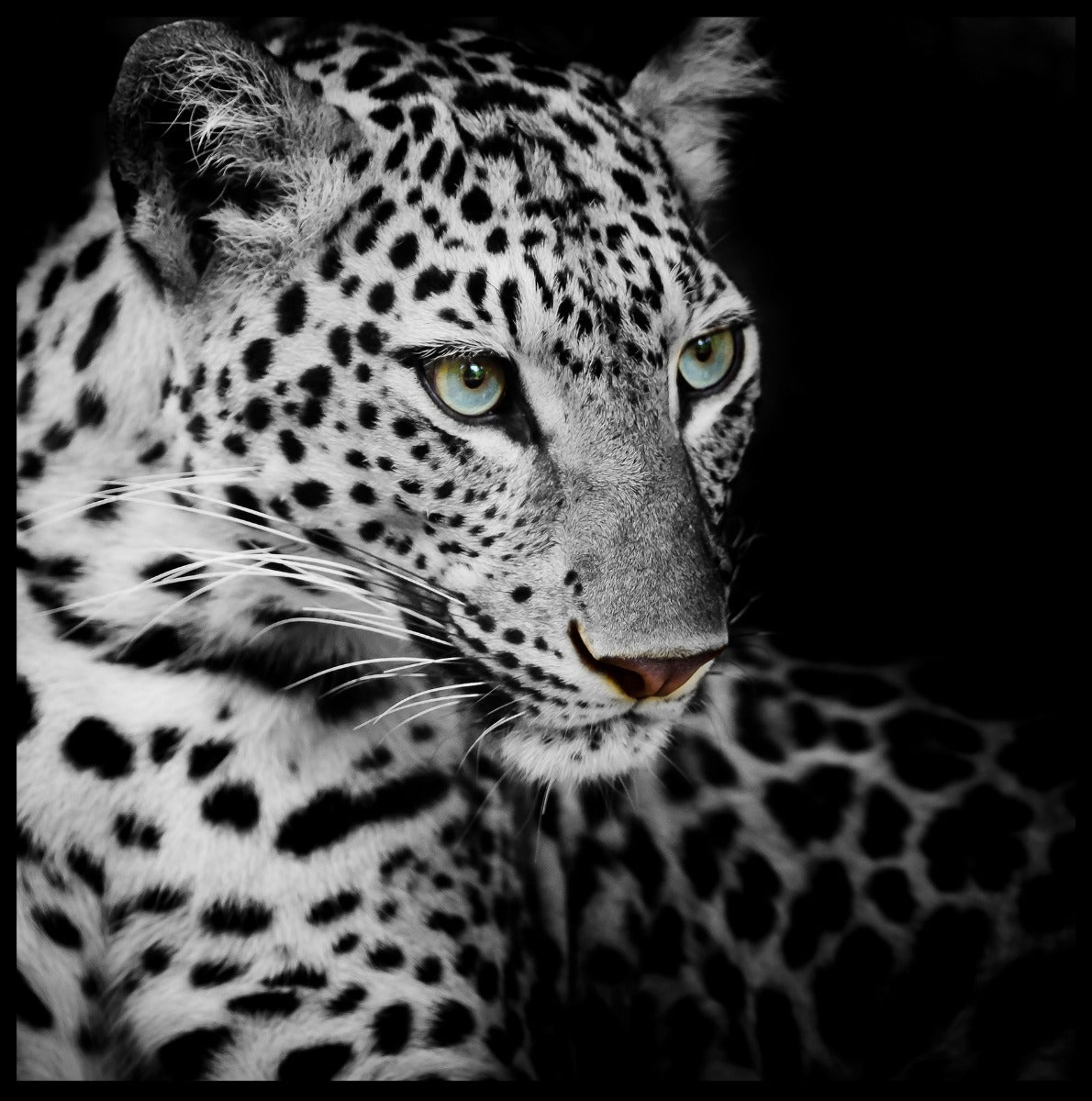  Leopard-Plakat