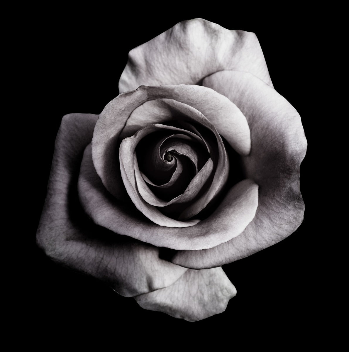  Rose auf schwarzem Plakat