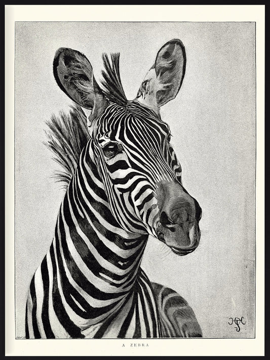  Zebra-Porträt Illustrationsposter