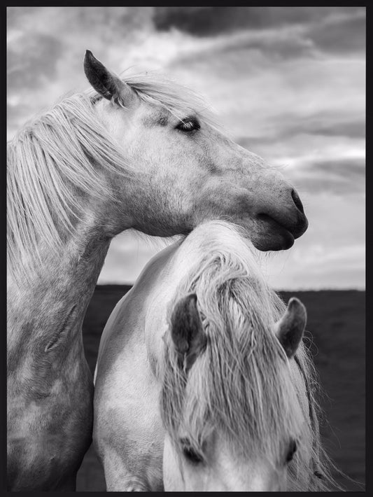  Pferde in Schottland Portrait Poster-p