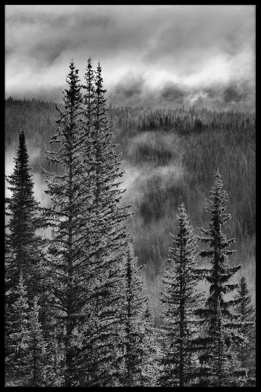  Forest Mountain Valley Aufzeichnungen