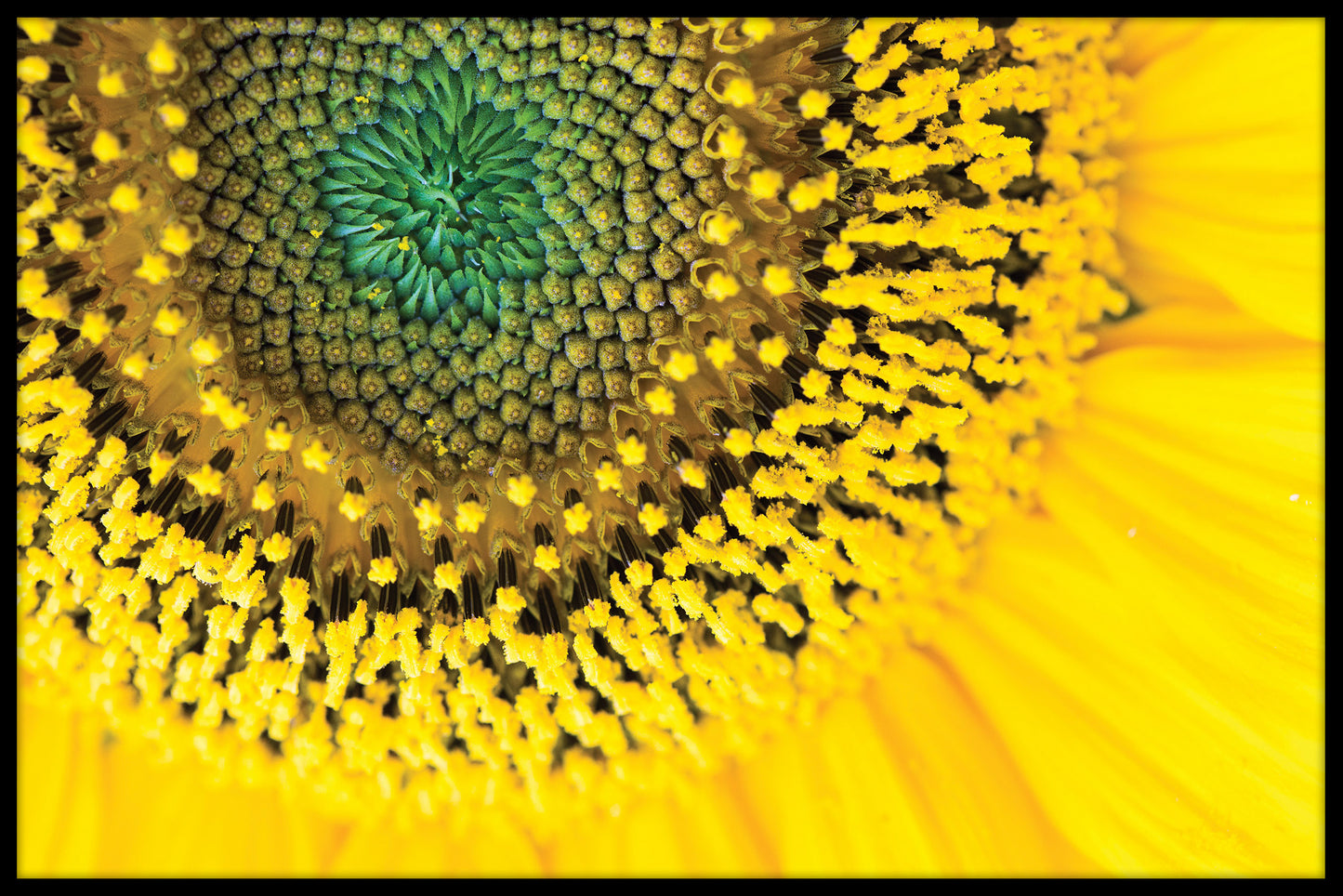  Sonnenblumen-Nahaufnahmeplakat