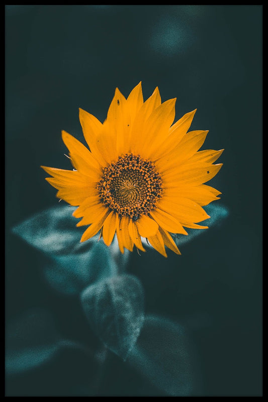 Nebliges Sonnenblumenplakat