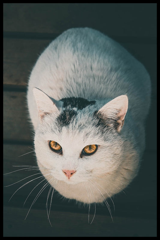  Plakat der weißen Katze N02